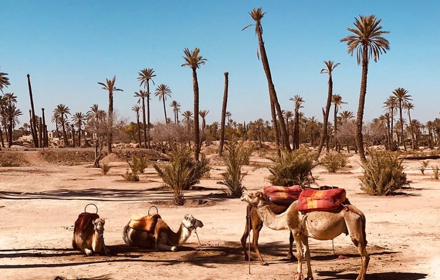 Palmeraie Adventure: Horse, Camel, Quad & Buggy Rides