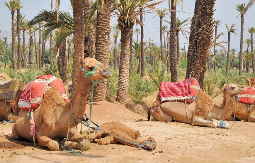 Palmeraie Adventure: Horse, Camel, Quad & Buggy Rides