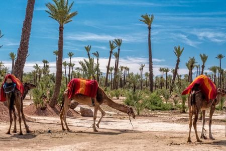 camel-ride-la-palmeraie-marrakech-tours