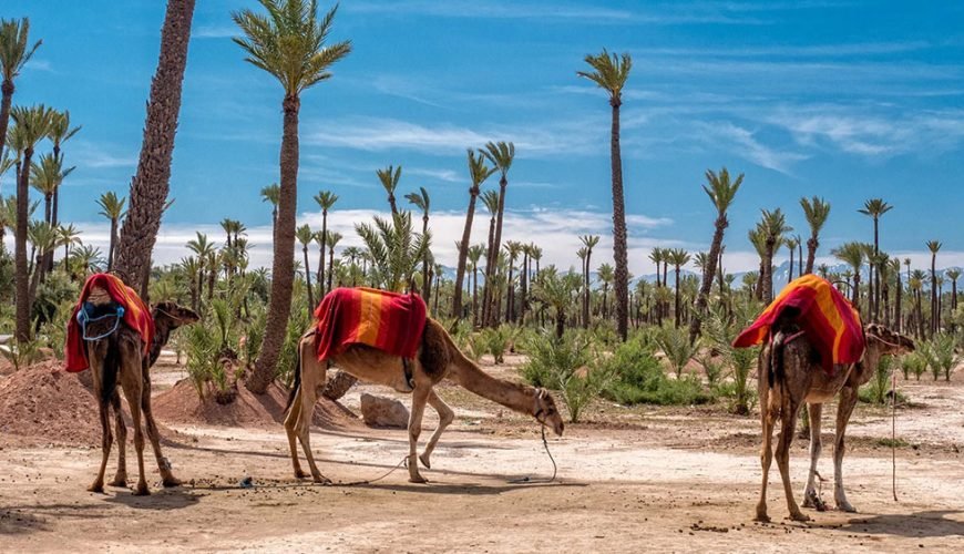 camel-ride-la-palmeraie-marrakech-tours