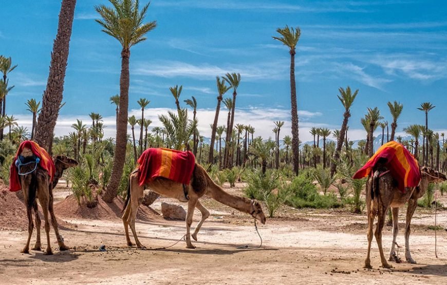 Palmeraie Adventure: Horse, Camel, Quad & Buggy Rides