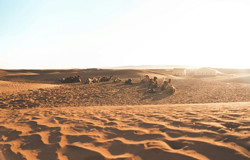 Marrakech – Zagora Desert Tour (2 Days / 1 Night)